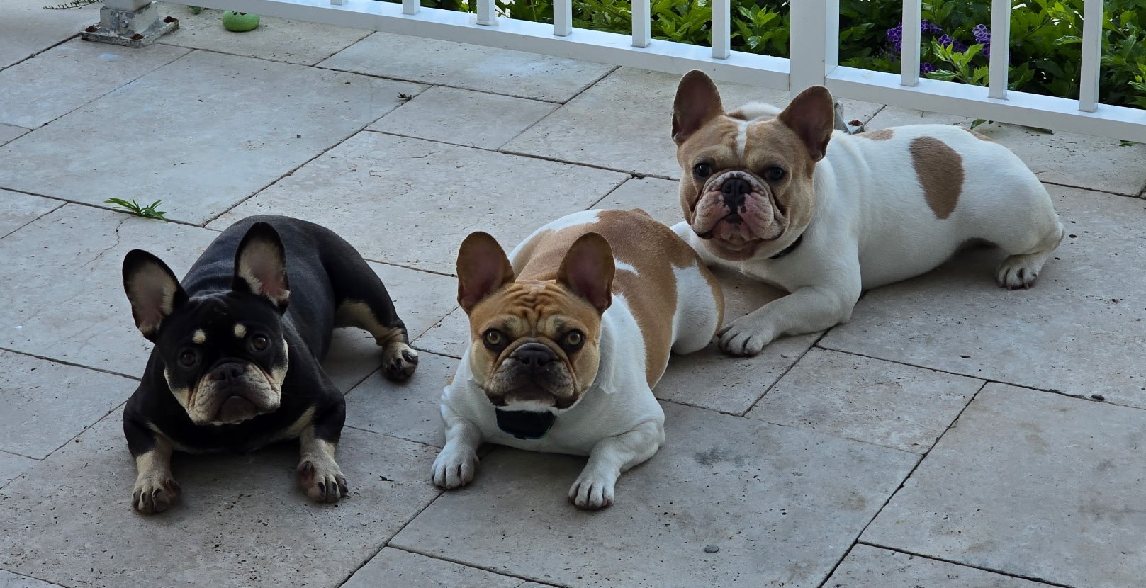 Coral Ace and Koko together