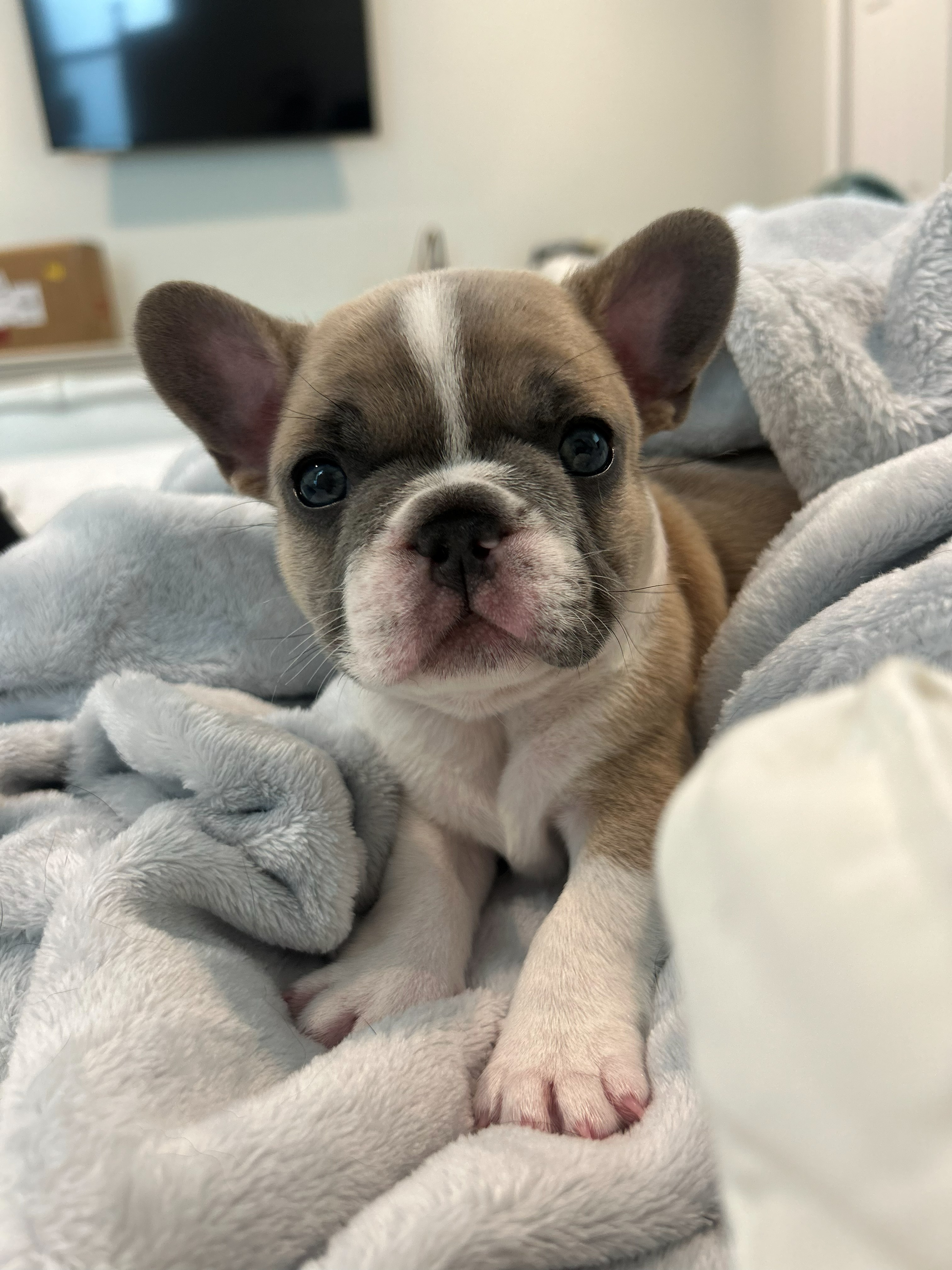 Caspian, lilac pied French Bulldog puppy at five weeks