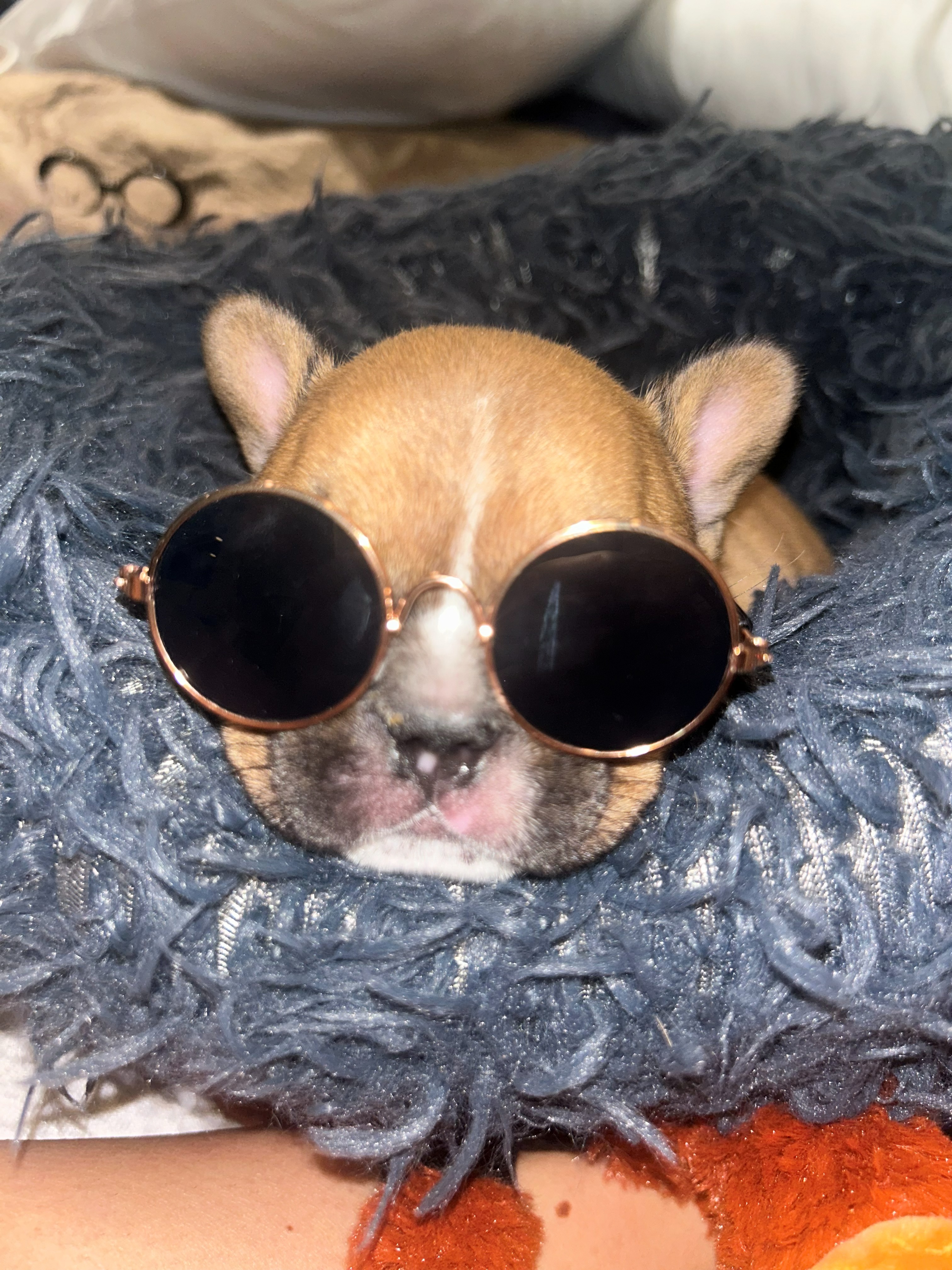 Riptide, fawn French Bulldog puppy at five weeks